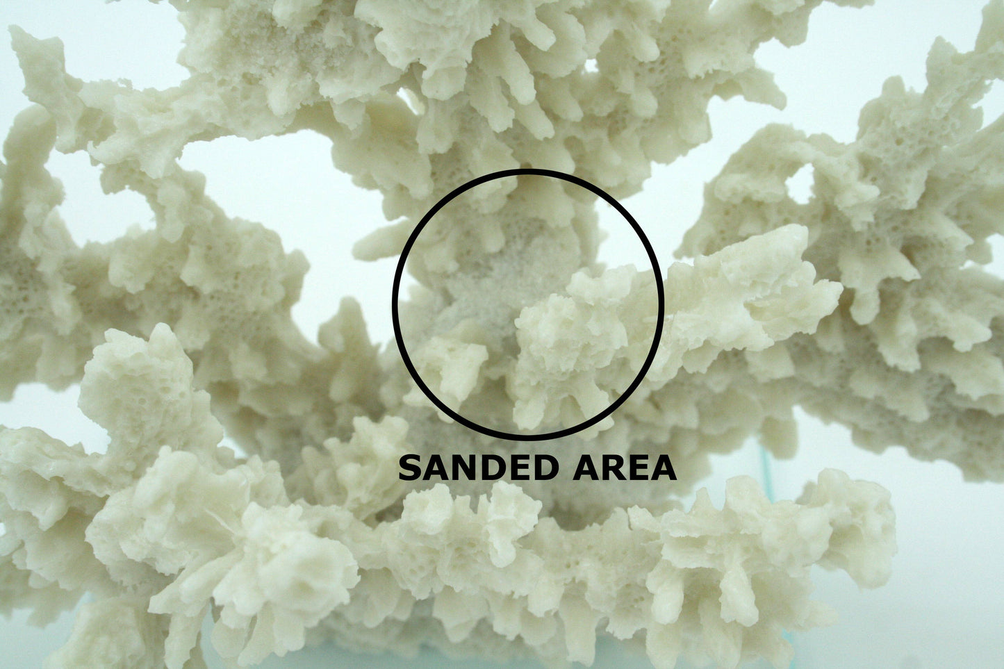 Ivory Tort Coral with Glass Base