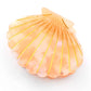 Colorful Shell  Claw Claw