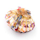 Colorful Shell  Claw Claw
