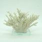 Ivory Tort Coral with Glass Base
