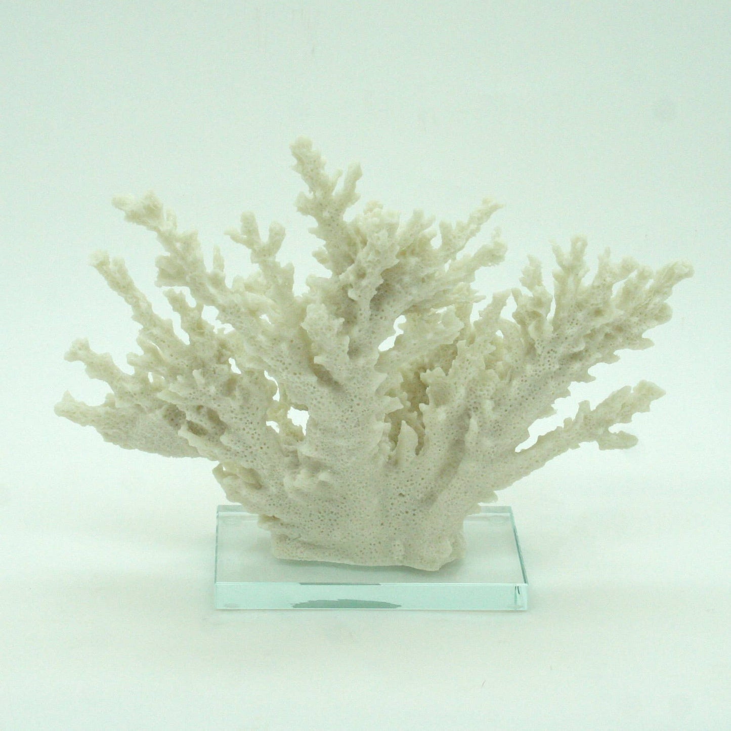 Ivory Tort Coral with Glass Base