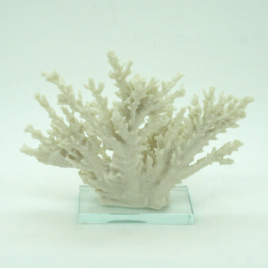 Ivory Tort Coral with Glass Base