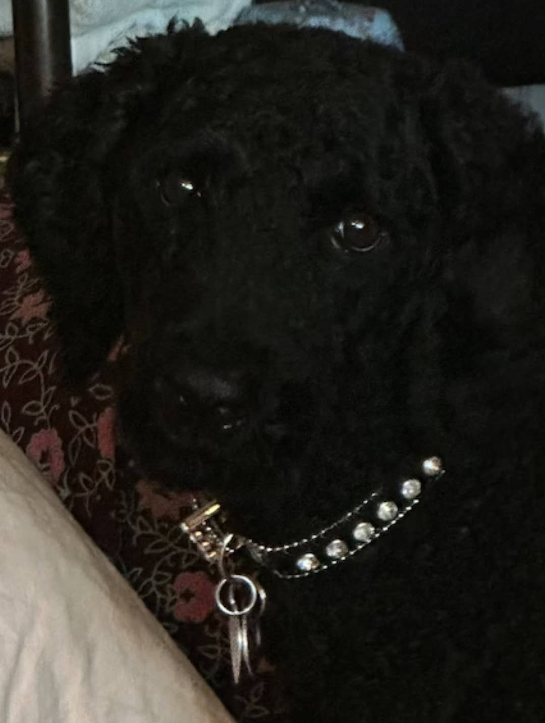 Genuine Black Leather Crystal Dog Collar: Pink Stone / Small