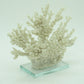 Ivory Tort Coral with Glass Base