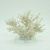 Ivory Tort Coral with Glass Base