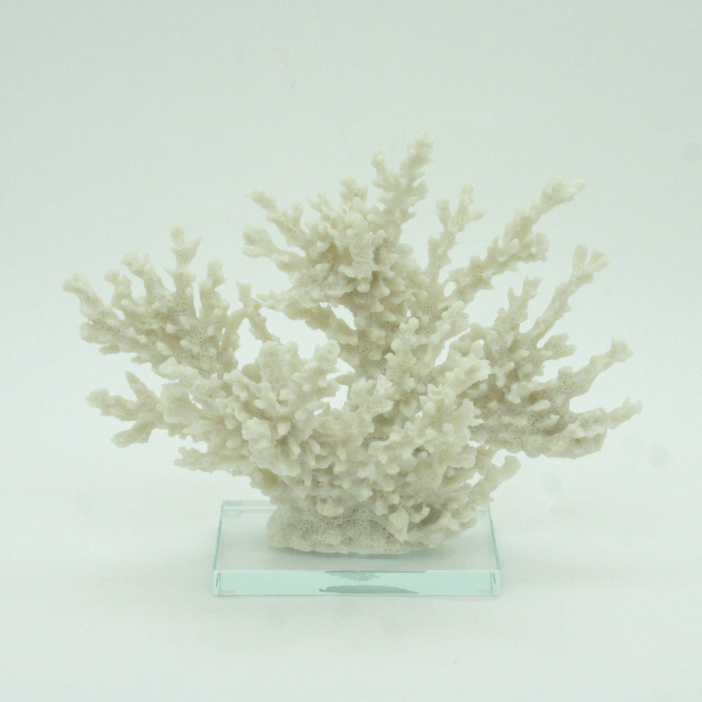 Ivory Tort Coral with Glass Base