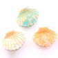Colorful Shell  Claw Claw